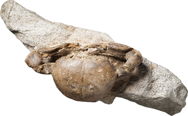 宮崎県産のカニの化石