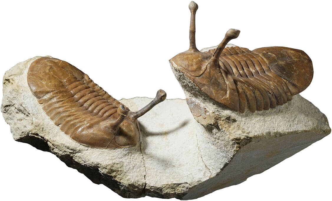 飛び出た目を持つ三葉虫