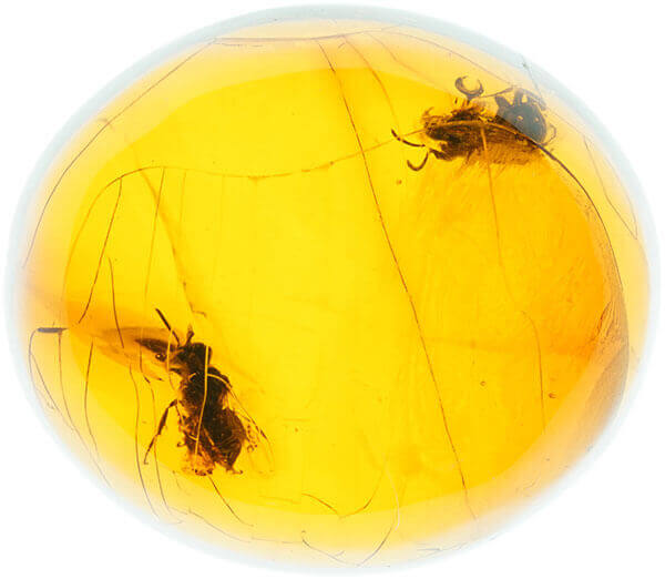 昆虫の化石を含むコハク