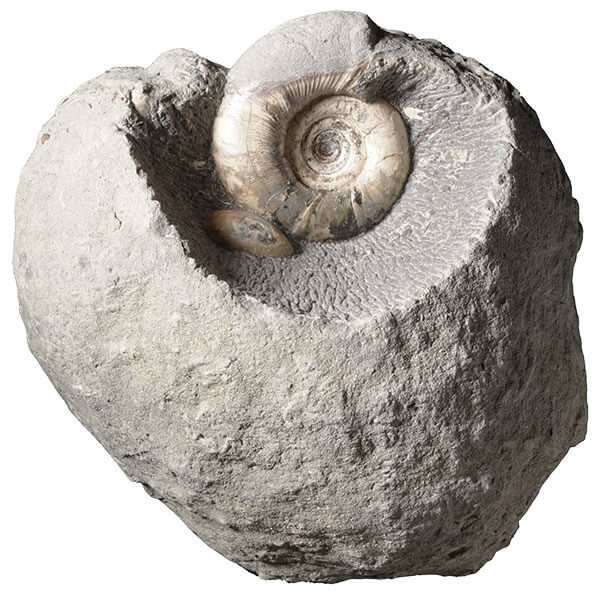 アンモナイトの化石を含むコンクリーション