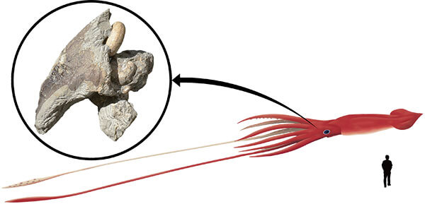 巨大なイカの上顎化石とその復元図