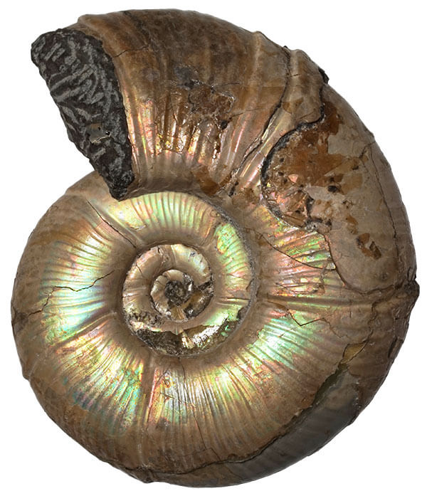 虹色のアンモナイト