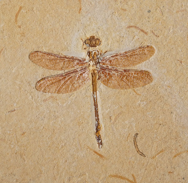 全身の形がきれいに残るトンボの化石