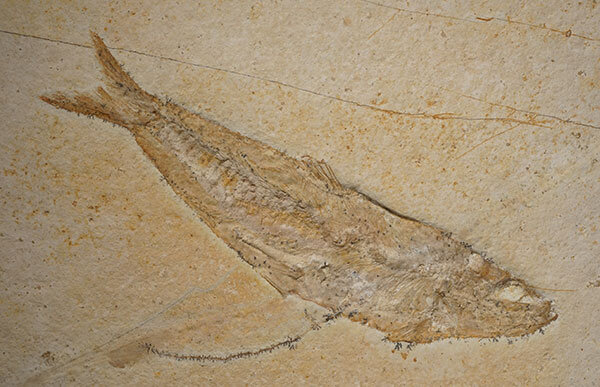 体の輪郭がきれいに残る魚の化石