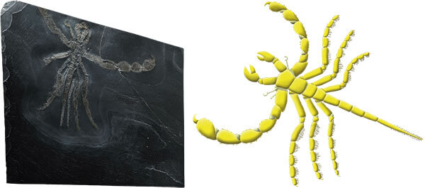 全身の形が残るウミグモの仲間の化石と復元図