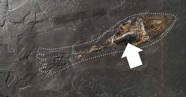 スミ袋（矢印）まで残されたイカやタコの仲間の化石