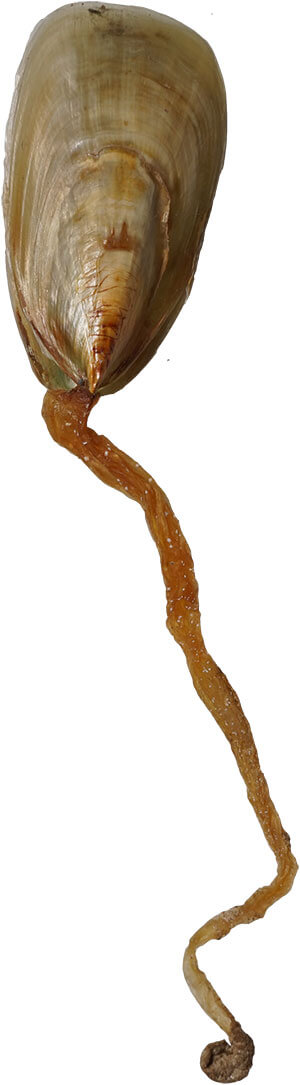 ミドリシャミセンガイ