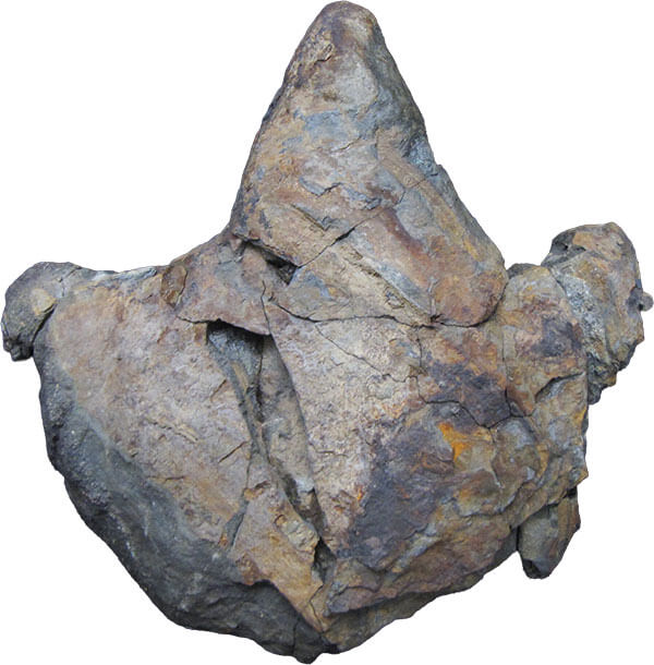 恐竜の足跡化石