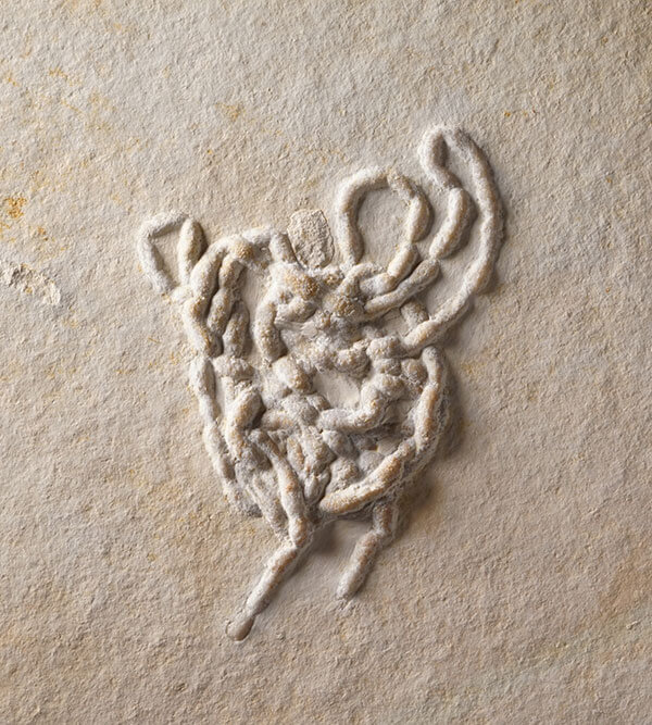 アンモナイトのフンとされる化石