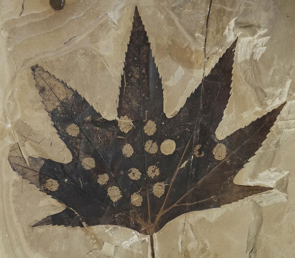 蛾の幼虫が食べた跡の残る葉の化石