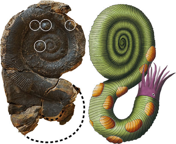 寄生？したままの二枚貝が残るアンモナイトと復元図