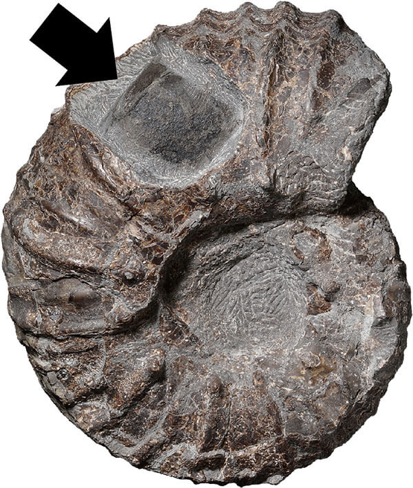 2025年12月に論文発表されたばかりの下顎（矢印）を伴うアンモナイトの化石